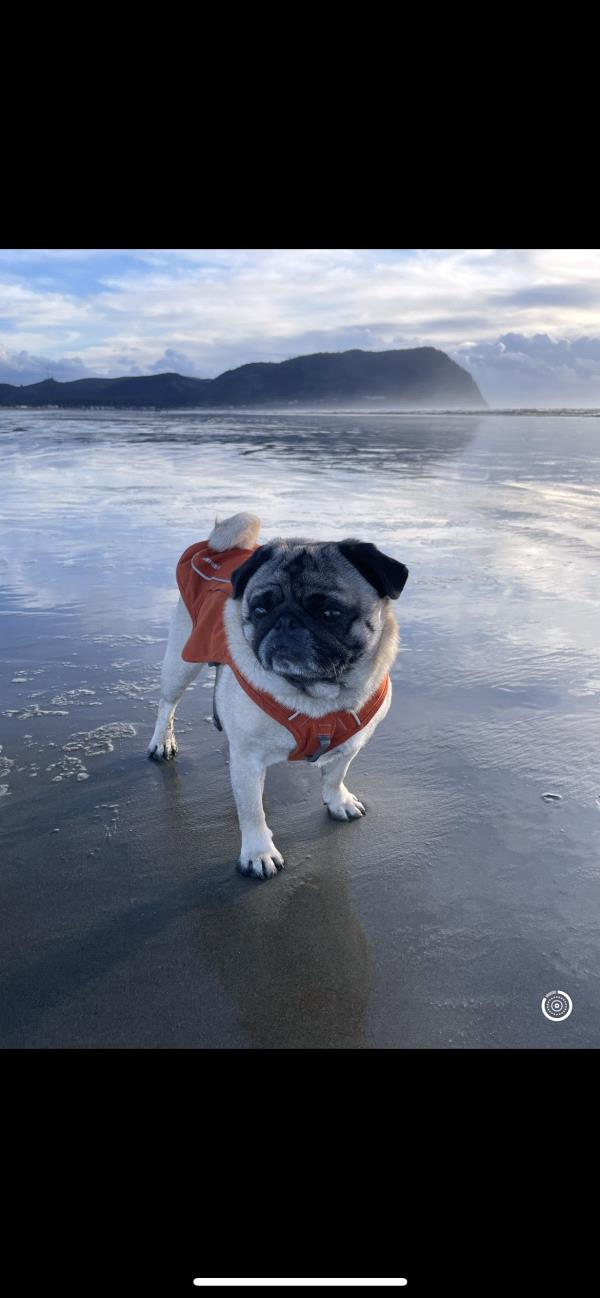 /images/uploads/pug nation rescue of los angeles/pugnation2024/entries/30776thumb.jpg